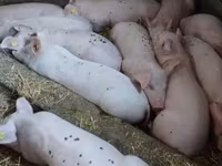 Scroafă, Porci — foto 1