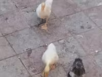 Geese — fotografija 4