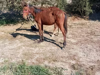 ፈረስ, Horses — ፎቶ 2