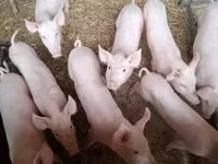 Schweine (Partie, Geschlecht nicht angegeben), Schweine — Foto 2