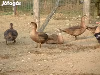 Ducks — foto 6