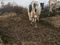 Koe, Russian Black pied cattle — foto 1