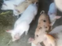 Doofaar dhaddig, Pigs — sawirka 3