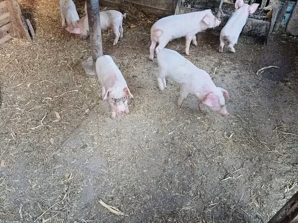 Porci (lot, sex nespecificat), Porci — Kârgâzstan