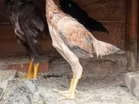 Chickens — รูปภาพ 1