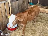 Toro, Simmental cattle — foto 1