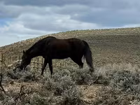 مادیان, National Show Horse — عکس 7