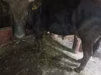 Bull, Cattle — photo 2