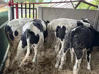 Dibi, Russian Black pied cattle — sawirka 5