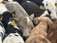 Goveda (partija, pol nije naveden), Charolais cattle — fotografija 5