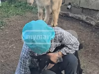 Ямаа, Megrelian goat — 1 зураг