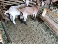 بز ماده, بز — عکس 2