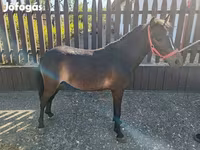 Kůň, Koně — foto 1