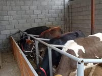 Lembu betina, Russian Black pied cattle — foto 3