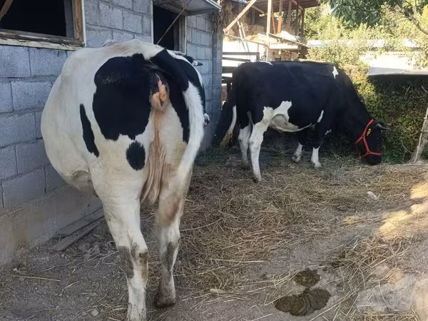 母牛, Holstein breed