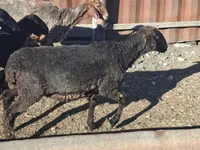 Kambing jantan, Sheep — foto 2