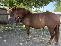 Ngựa đực, Hungarian horse breed — ảnh 3