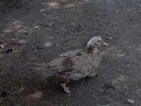 Domestic Muscovy — foto 3