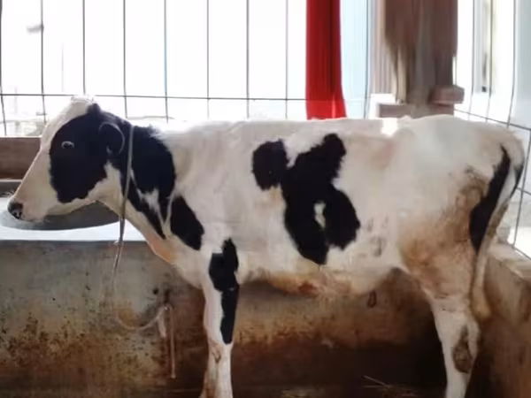 Cow, Holstein breed — Bangladesh