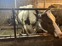 Vacă, Russian Black pied cattle — foto 1
