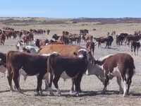 Dibi, Kazakh White-headed cow — sawirka 1