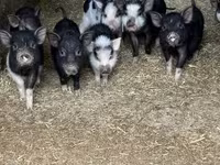 Babi betina, Вьетнамская вислобрюхая — foto 1