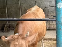 गाय, Simmental cattle — फ़ोटो 1