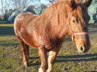 Бие, Hungarian horse breed — 1-сурет