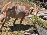Goat, Goats — photo 2