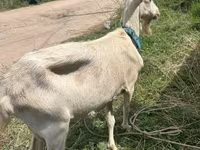 Koza, Alpine goat — zdjęcie 7