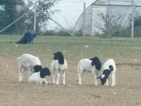 Beran, Dorper sheep — foto 1
