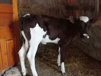 Bulle, Simmental cattle — Foto 3