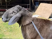 मेढ़ा, Arashan sheep — फ़ोटो 7