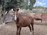 مادیان, Friesian sport horse — عکس 3