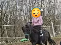 公马, Shetland Pony — 照片 2
