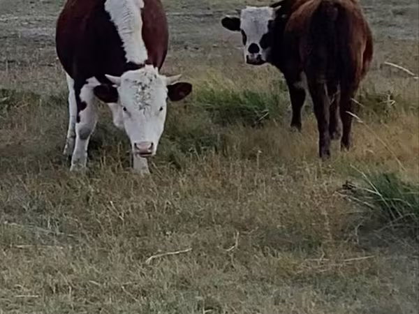 Bull, Hereford