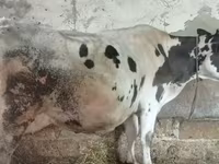 Βοοειδή (παρτίδα, φύλο μη καθορισμένο), Russian Black pied cattle — φωτογραφία 3