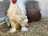 براهما — عکس 4