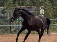 Kuda jantan, Trakehner — foto 3