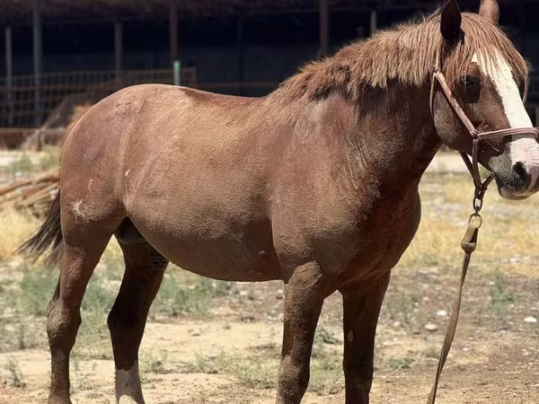 Caballo, Kazakh horse