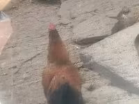 Chickens — 照片 2