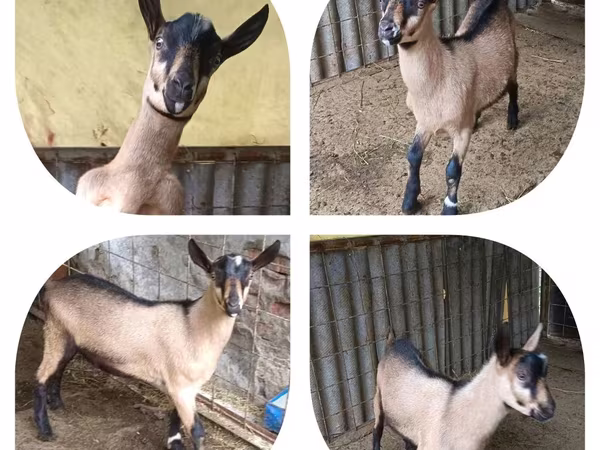 Țap, Alpine goat