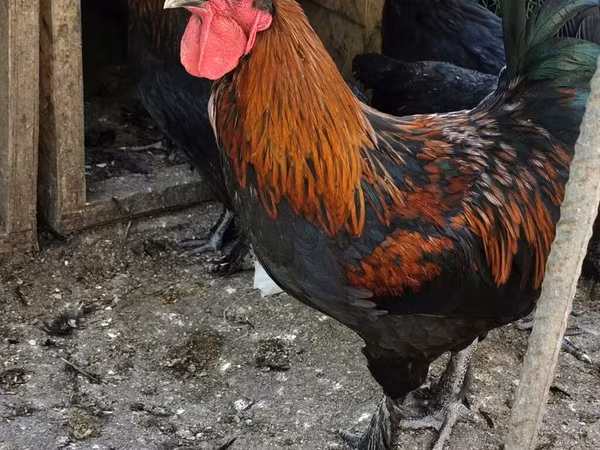 Marans