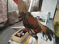 Chickens — photo 2