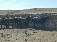 حصان, الخيول — الصورة 4
