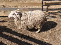 Ram, Sheep — photo 7