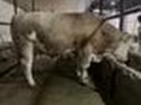Tyre, Simmental cattle — foto 8