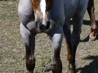 பெண் குதிரை, Quarter Horse — புகைப்படம் 5