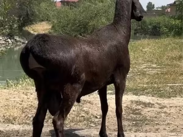 قوچ, گوسفند