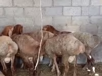Cừu đực, Rhon sheep — ảnh 1